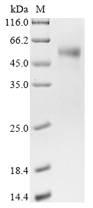 Recombinant Bovine Cation-independent mannose-6-phosphate receptor (IGF2R), partial