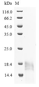 Recombinant Bovine Cation-independent mannose-6-phosphate receptor (IGF2R), partial, Bos taurus (Bovine), Yeast, Tag-Free, 17.1kDa, purity >90% as determined by SDS-PAGE.