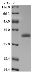 Recombinant Mouse Insulin growth factor-like family member (Igfl)