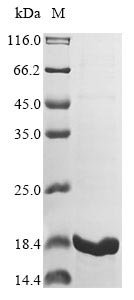 Recombinant Neisseria meningitidis serogroup B Integration host factor subunit beta (ihfB)