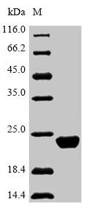 Recombinant Macaca mulatta Interleukin-10 (IL10), Macaca mulatta (Rhesus macaque), Baculovirus, N-terminal 10xHis-tagged and C-terminal myc-tagged, 22.7kDa, purity >85% as determined by SDS-PAGE.