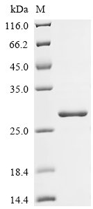 Recombinant Rabbit Interleukin-10 (IL10), Oryctolagus cuniculus (Rabbit), E.coli, C-terminal 6xHis-tagged, 25.3kDa, purity >95% as determined by SDS-PAGE.