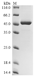 Recombinant Macaca mulatta Interleukin-10 (IL10)