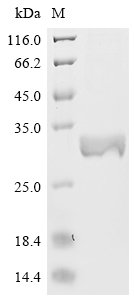 Recombinant Macaca mulatta Interleukin-10 (IL10)