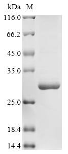 Recombinant Rat Interleukin-11 (Il11)