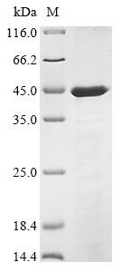 Recombinant Mesocricetus auratus Interleukin-12 subunit beta (IL12B), Mesocricetus auratus (Golden hamster), E.coli, N-terminal 10xHis-tagged and C-terminal Myc-tagged, 39.8kDa, purity >85% as determined by SDS-PAGE.