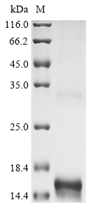 Recombinant Dog Interleukin-13 (IL13)