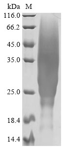 Recombinant Equus caballus Interleukin-13 (IL13)