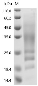 Recombinant Dog Interleukin-13 (IL13)
