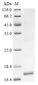 Recombinant Mesocricetus auratus Interleukin (Il15)