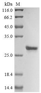 Recombinant Mouse Interleukin-18 (Il18), Mus musculus (Mouse), E.coli, N-terminal 6xHis-tagged, 26.1kDa, purity >85% as determined by SDS-PAGE.