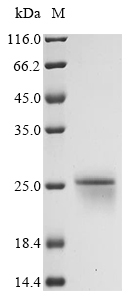 Recombinant Mouse Interleukin-18 (Il18)