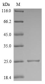 Recombinant Mouse Interleukin-18 (Il18)