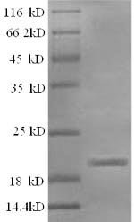 Recombinant Sheep Interleukin-1 beta (IL1B)