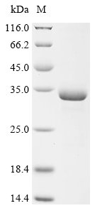 Recombinant Mesocricetus auratus Multifunctional fusion protein (Il1b)