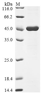 Recombinant Rat Interleukin-1 receptor accessory protein (Il1rap), partial, Rattus norvegicus (Rat), E.coli, N-terminal 10xHis-tagged and C-terminal Myc-tagged, 47.5kDa, purity >90% as determined by SDS-PAGE.