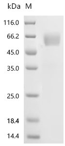 Recombinant Mouse Interleukin-1 receptor accessory protein (Il1rap), partial (Active), Mus musculus (Mouse), Mammalian cell, C-terminal 10xHis-tagged, 41.4kDa, purity >95% as determined by SDS-PAGE.