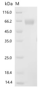 Recombinant Rat Interleukin-1 receptor accessory protein (Il1rap), partial (Active), Rattus norvegicus (Rat), Mammalian cell, C-terminal 10xHis-tagged, 41.4kDa, purity >95% as determined by SDS-PAGE.