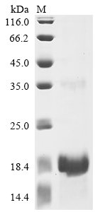 Recombinant Lama glama Interleukin-2 (IL2)