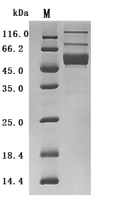 Recombinant Mouse Interleukin-2 (Il2) (Active), Mus musculus (Mouse), Mammalian cell, C-terminal hFc1-tagged, 46.2kDa, purity >95% as determined by SDS-PAGE.