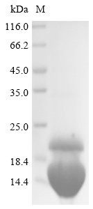 Recombinant Rabbit Interleukin-2 (IL2), Oryctolagus cuniculus (Rabbit), Yeast, N-terminal 6xHis-tagged, 17.1kDa, purity >85% as determined by SDS-PAGE.