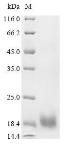Recombinant Lama glama Interleukin-2 (IL2)