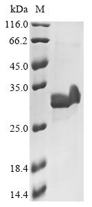 Recombinant Guinea pig Interleukin-23 subunit alpha (IL23A)