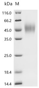 Recombinant Mouse Interleukin-2 receptor subunit alpha (Il2ra), partial (Active)