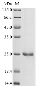 Recombinant Dog Interleukin-33 (IL33), partial