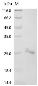 Recombinant Mouse Interleukin-36 gamma (Il36g), partial, Mus musculus (Mouse), E.coli, N-terminal 6xHis-tagged, 23.3kDa, purity >90% as determined by SDS-PAGE.