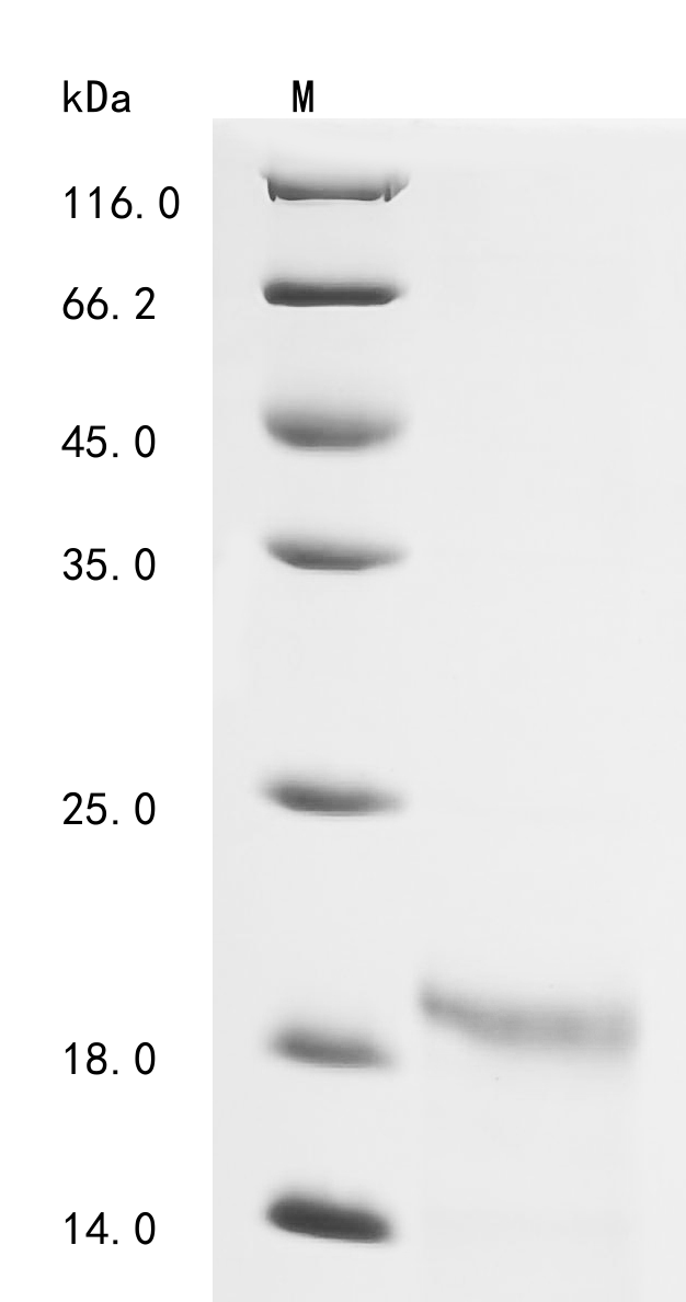 Recombinant Lama glama Interleukin-4 (IL4)