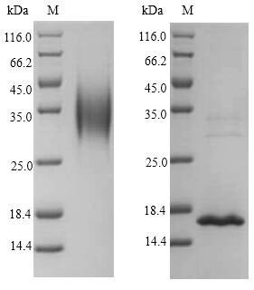 Recombinant Macaca fascicularis Interleukin-4 (IL4)