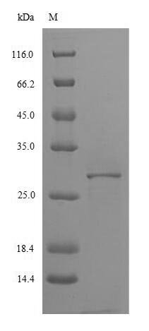 Recombinant Pig Interleukin-4 receptor subunit alpha (IL4R), partial