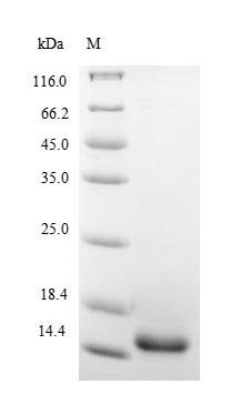 Recombinant Pig Interleukin-5 (IL5), Sus scrofa (Pig), E.coli, N-terminal 6xHis-tagged, 17.0kDa, purity >90% as determined by SDS-PAGE.