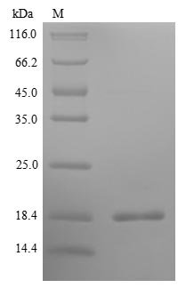 Recombinant Pig Interleukin-5 (IL5), Sus scrofa (Pig), Yeast, N-terminal 6xHis-tagged, 15.0kDa, purity >85% as determined by SDS-PAGE.