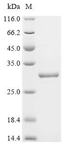 Recombinant Bovine Interleukin-6 (IL6), Bos taurus (Bovine), E.coli, C-terminal 6xHis-tagged, 27.7kDa, purity >95% as determined by SDS-PAGE.