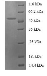 Recombinant Sheep Interleukin-6 (IL6), Ovis aries (Sheep), E.coli, N-terminal GST-tagged, 47.5kDa, purity >90% as determined by SDS-PAGE.
