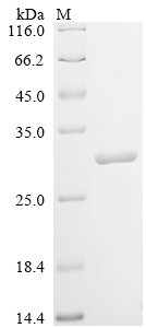 Recombinant Lama glama Interleukin-6 (IL6), Lama glama (Llama), E.coli, C-terminal 6xHis-tagged, 28.3kDa, purity >90% as determined by SDS-PAGE.