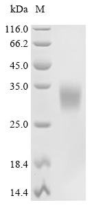 Recombinant Llama Interleukin-6 (IL6), Lama glama (Llama), Mammalian cell, N-terminal 10xHis-tagged, 25.0kDa, purity >95% as determined by SDS-PAGE.