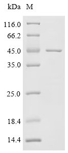 Recombinant Pig Interleukin-6 receptor subunit alpha (IL6R), partial, Sus scrofa (Pig), E.coli, N-terminal 10xHis-tagged and C-terminal Myc-tagged, 43.2kDa, purity >95% as determined by SDS-PAGE.