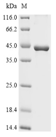 Recombinant Rabbit Interleukin 6 receptor (IL6R), partial, Oryctolagus cuniculus (Rabbit), E.coli, N-terminal 10xHis-tagged and C-terminal Myc-tagged, 41.9kDa, purity >90% as determined by SDS-PAGE.
