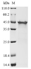 Recombinant Listeria monocytogenes serovar 1/2a Internalin-A (inlA) (S192N,Y369S), partial, Listeria monocytogenes serovar 1/2a (strain ATCC BAA-679 / EGD-e), E.coli, N-terminal 10xHis-tagged and C-terminal Myc-tagged, 48.9kDa, purity >85% as determined by SDS-PAGE.