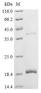 Recombinant Bovine Insulin (INS), partial
