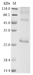 Recombinant Human Aquaporin-5 (AQP5) Protein, Homo sapiens (Human), in vitro E.coli expression system, N-terminal 10xHis-tagged, 31.1kDa, purity >85% as determined by SDS-PAGE.