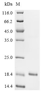 Recombinant Mouse Insulin-1 (Ins1)