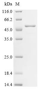 Recombinant Salmonella typhimurium Invasion protein InvE (invE), Salmonella typhimurium (strain LT2 / SGSC1412 / ATCC 700720), E.coli, C-terminal 6xHis-tagged, 49.3kDa, purity >85% as determined by SDS-PAGE.