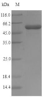 Recombinant Shigella flexneri Invasin IpaD (IpaD)