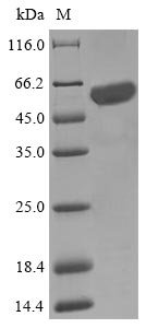Recombinant Escherichia coli O6:K15:H31 Cysteine desulfurase IscS (iscS), Escherichia coli O6:K15:H31 (strain 536 / UPEC), E.coli, N-terminal 10xHis-SUMO-tagged and C-terminal Myc-tagged, 65.1kDa, purity >85% as determined by SDS-PAGE.