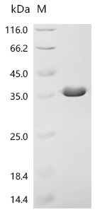 Recombinant Staphylococcus aureus Iron-regulated surface determinant protein H (isdH), partial