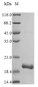 Recombinant Bovine Ubiquitin-like protein ISG15 (ISG15)